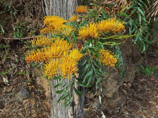 Grevillea robusta Cunn.