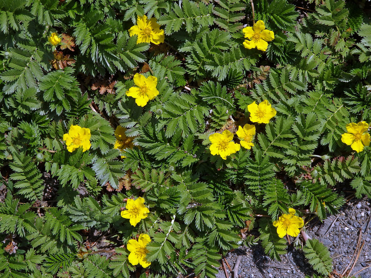 Mochna husí (Potentilla anserina L.)