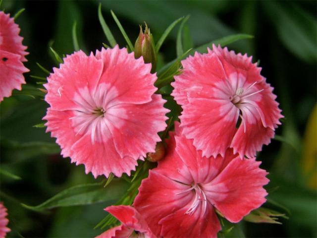 Hvozdík vousatý (Dianthus barbatus L.)