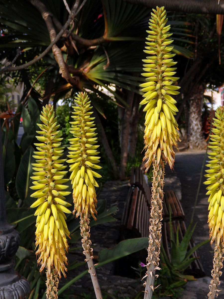 Aloe (Aloe vera (L.) Burm. f.)