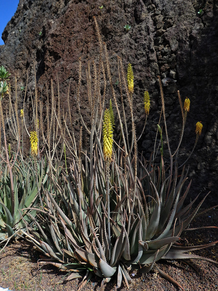 Aloe (Aloe vera (L.) Burm. f.)