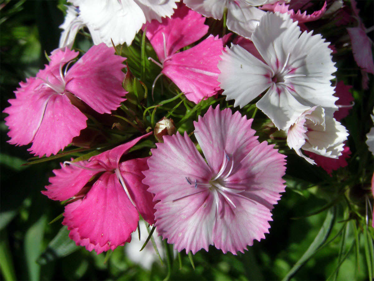 Hvozdík vousatý (Dianthus barbatus L.)