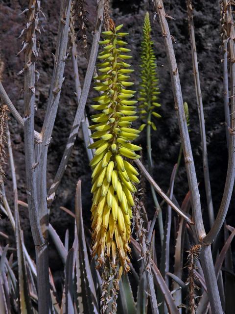 Aloe (Aloe vera (L.) Burm. f.)