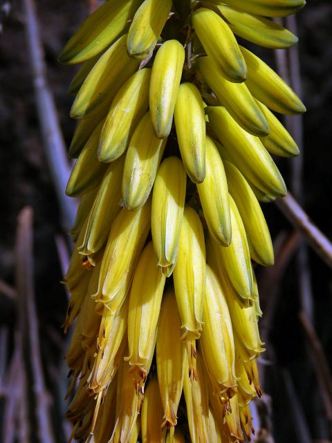 Aloe (Aloe vera (L.) Burm. f.)