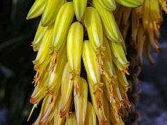 Aloe (Aloe vera (L.) Burm. f.)