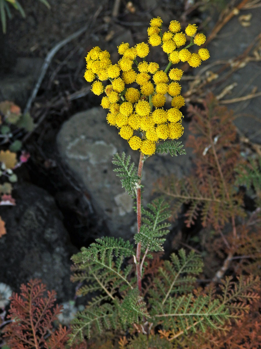 Gonospermum fruticosum (Buch) Less.