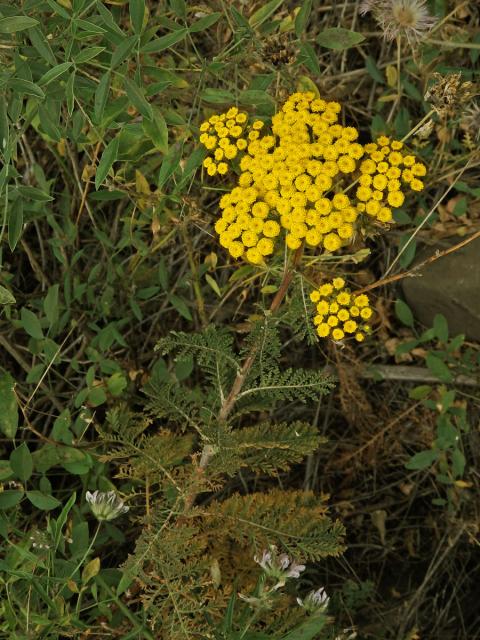 Gonospermum fruticosum (Buch) Less.