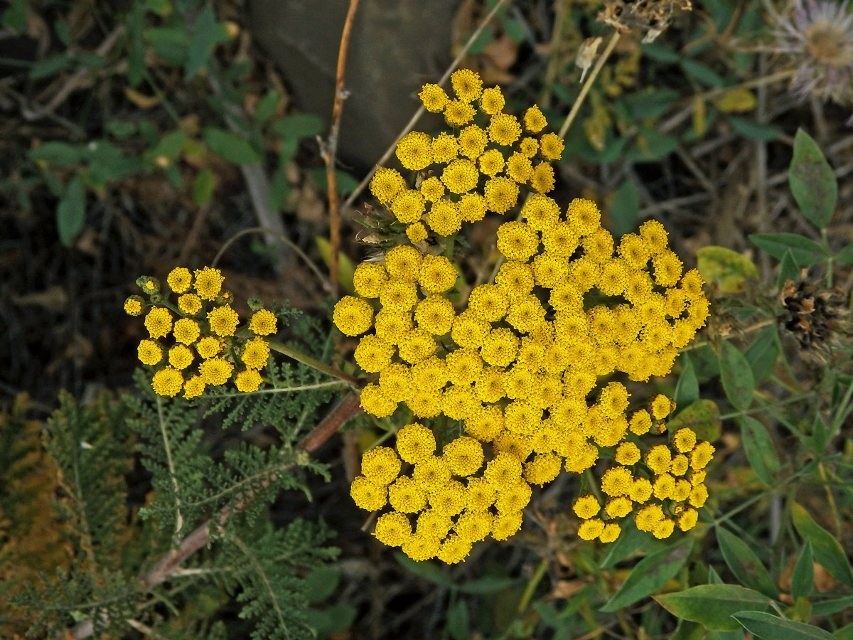 Gonospermum fruticosum (Buch) Less.