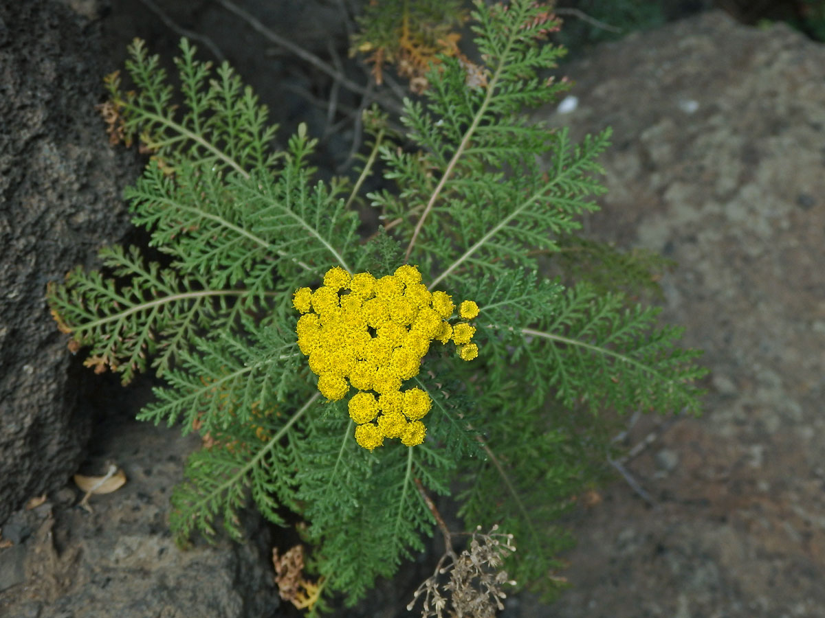 Gonospermum fruticosum (Buch) Less.