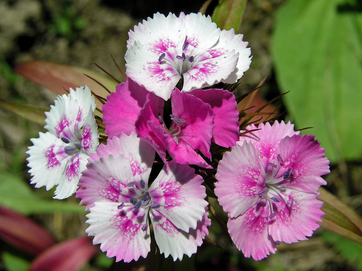 Hvozdík vousatý (Dianthus barbatus L.)