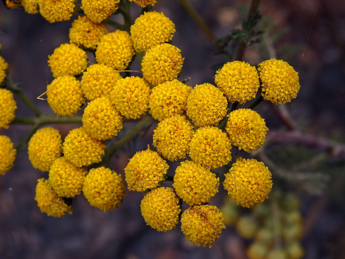 Gonospermum fruticosum (Buch) Less.