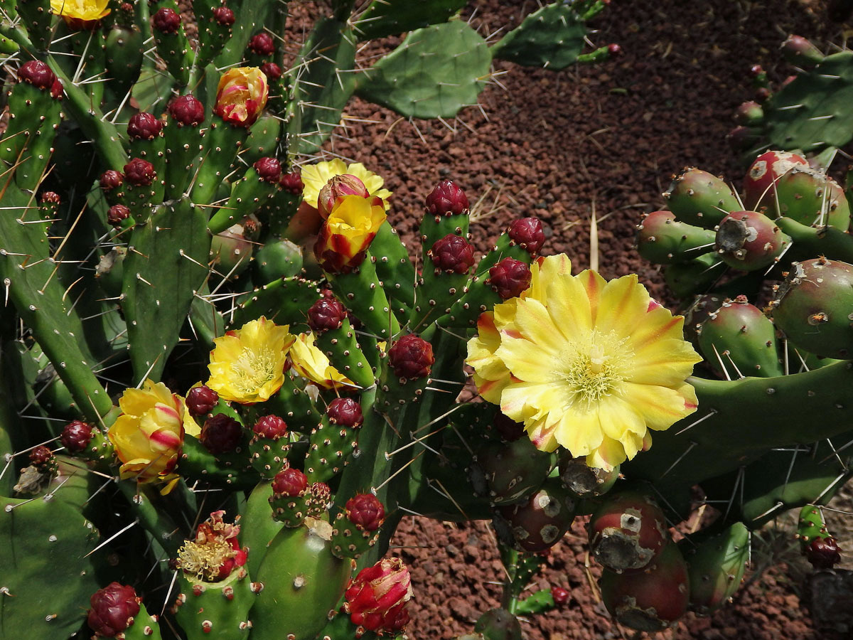 Opuncie (Opuntia monacantha (Willdenow) Haworth)