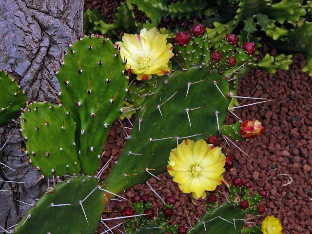 Opuncie (Opuntia monacantha (Willdenow) Haworth)