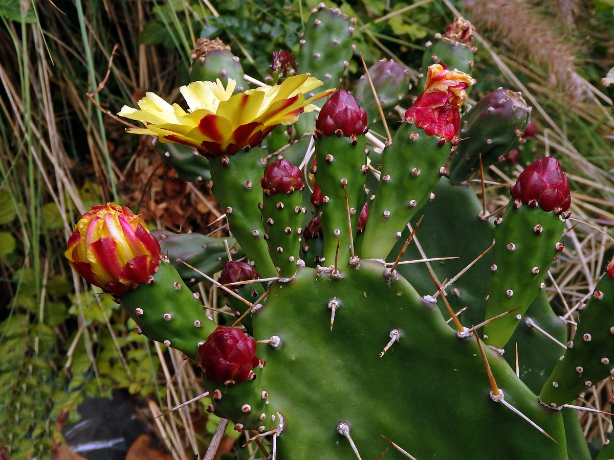 Opuncie (Opuntia monacantha (Willdenow) Haworth)