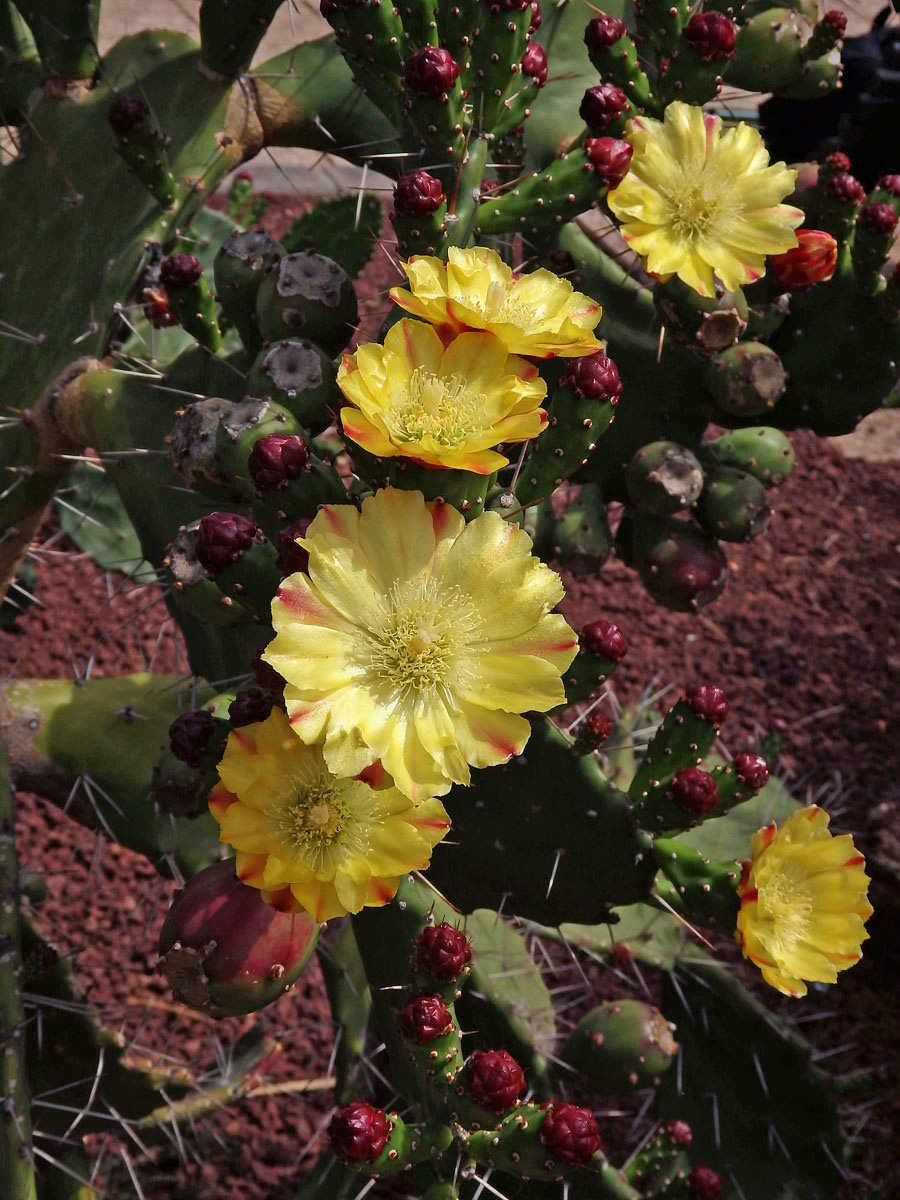 Opuncie (Opuntia monacantha (Willdenow) Haworth)