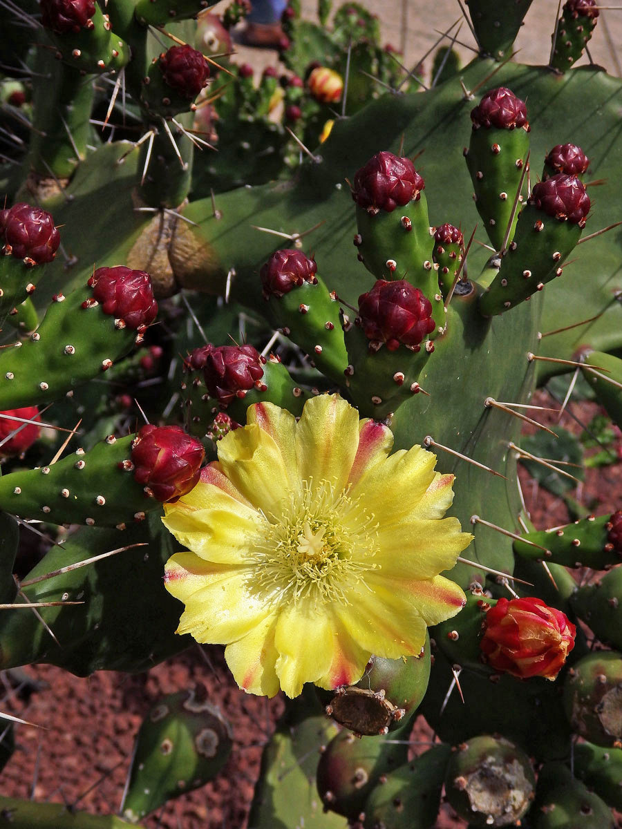 Opuncie (Opuntia monacantha (Willdenow) Haworth)