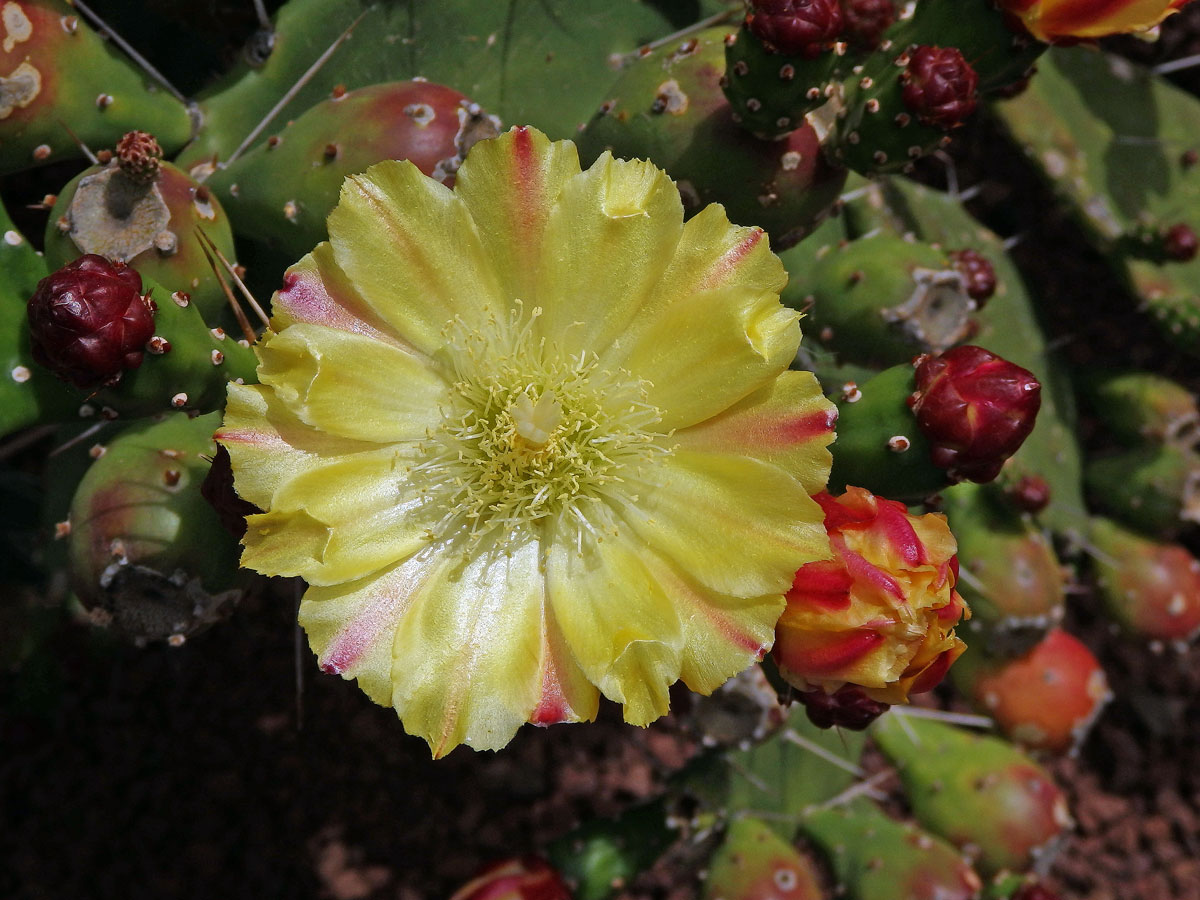 Opuncie (Opuntia monacantha (Willdenow) Haworth)