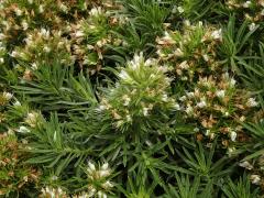 Hadinec (Echium aculeatum Poir.)