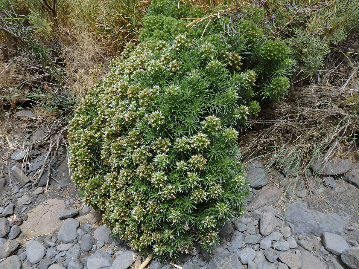 Hadinec (Echium aculeatum Poir.)