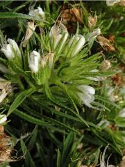 Hadinec (Echium aculeatum Poir.)