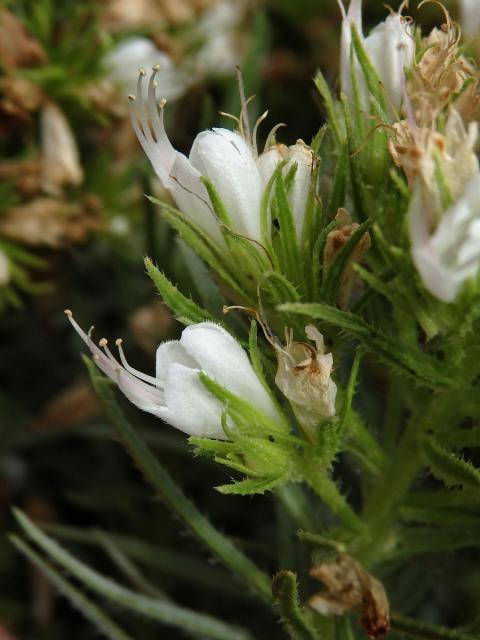 Hadinec (Echium aculeatum Poir.)