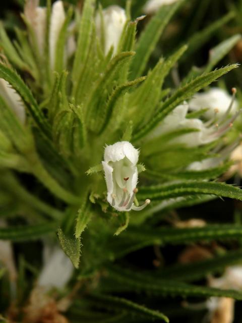Hadinec (Echium aculeatum Poir.)