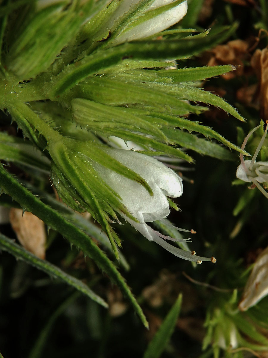 Hadinec (Echium aculeatum Poir.)