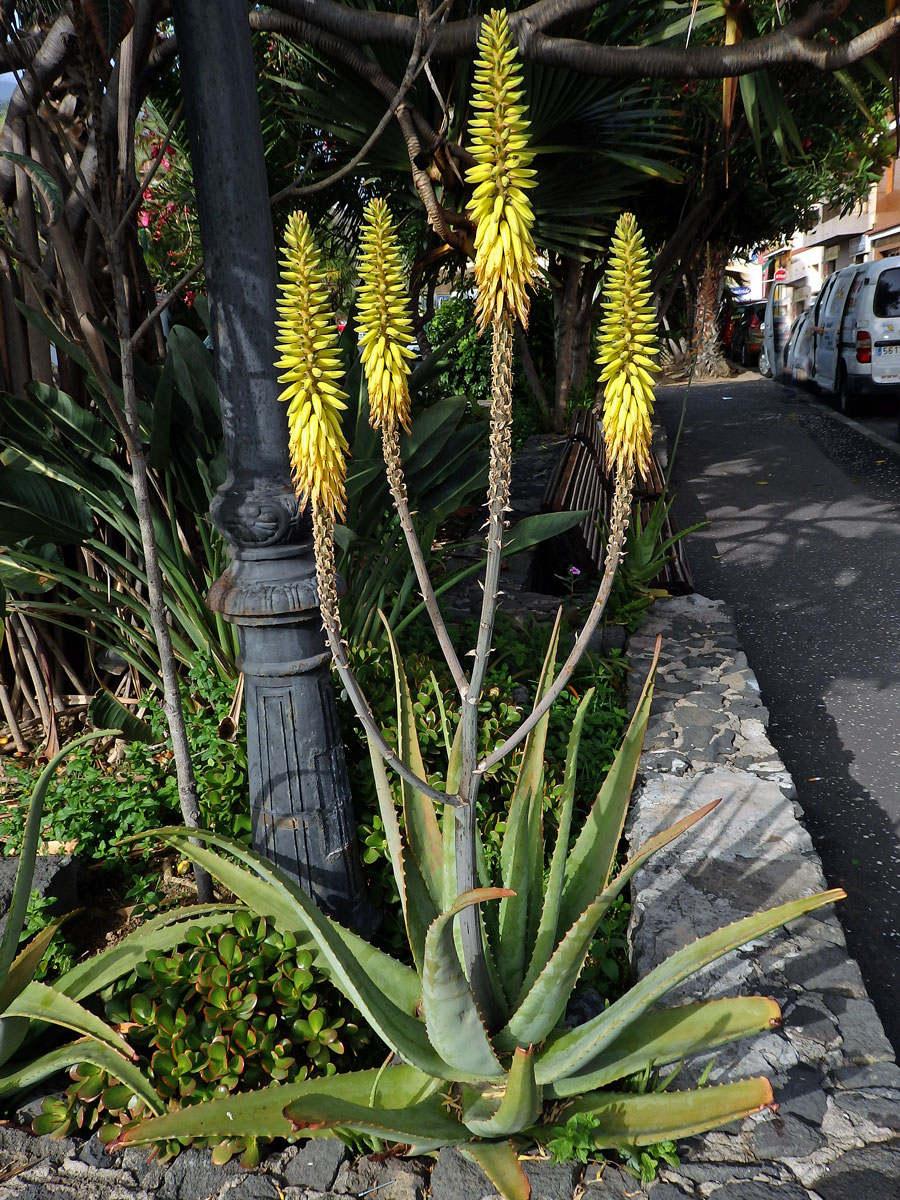 Aloe (Aloe vera (L.) Burm. f.)