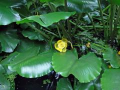 Stulík (Nuphar polysepala Engelmann)