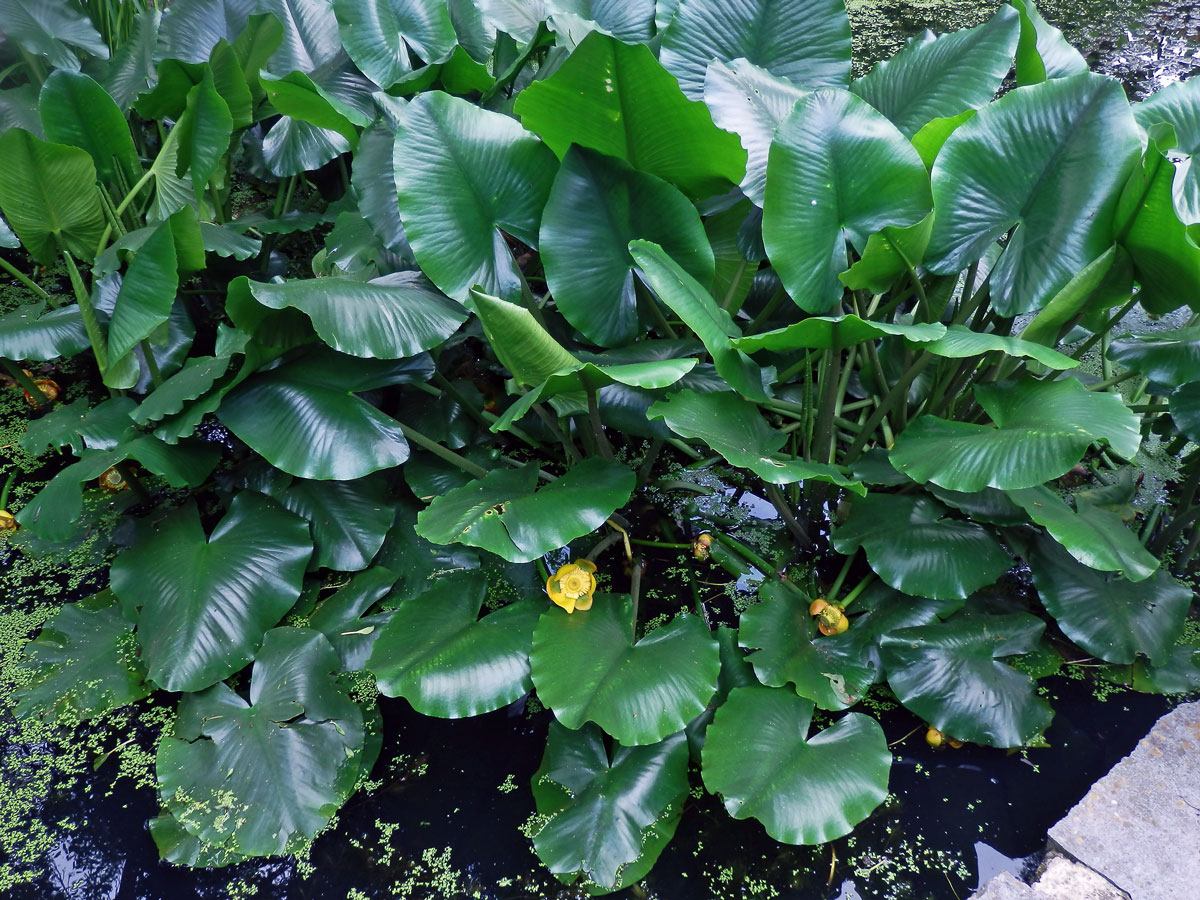 Stulík (Nuphar polysepala Engelmann)