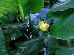 Stulík (Nuphar polysepala Engelmann)