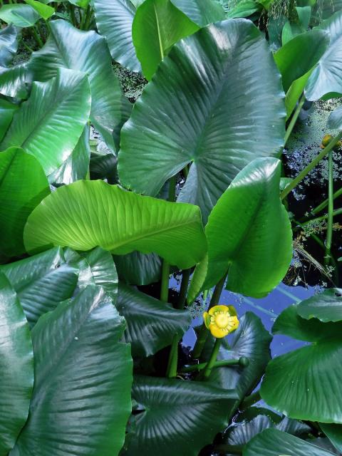 Stulík (Nuphar polysepala Engelmann)