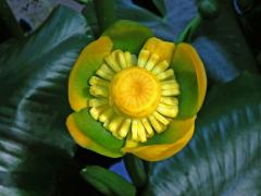 Stulík (Nuphar polysepala Engelmann)