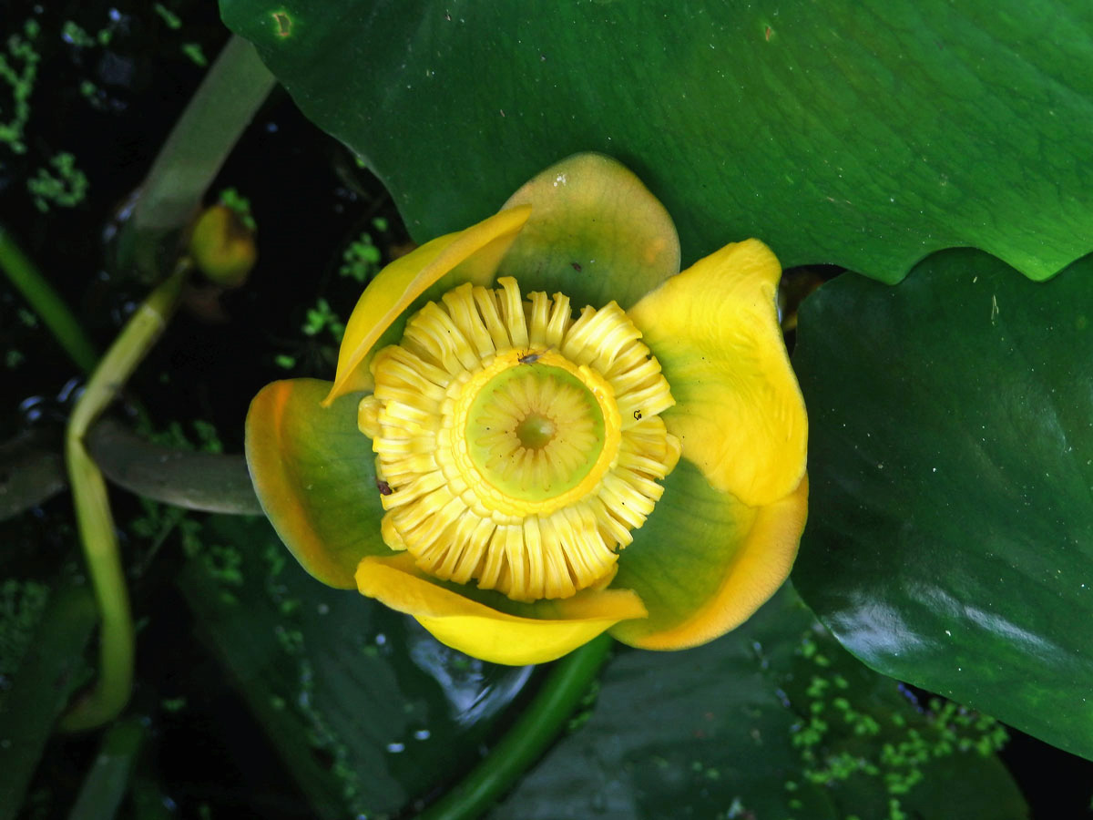 Stulík (Nuphar polysepala Engelmann)