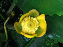 Stulík (Nuphar polysepala Engelmann)