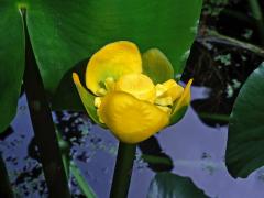 Stulík (Nuphar polysepala Engelmann)