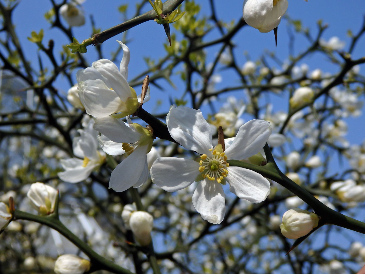 Citronečník trojlistý (Poncirus trifoliata (L.) Raf.)