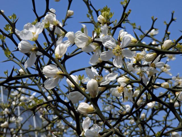 Citronečník trojlistý (Poncirus trifoliata (L.) Raf.)