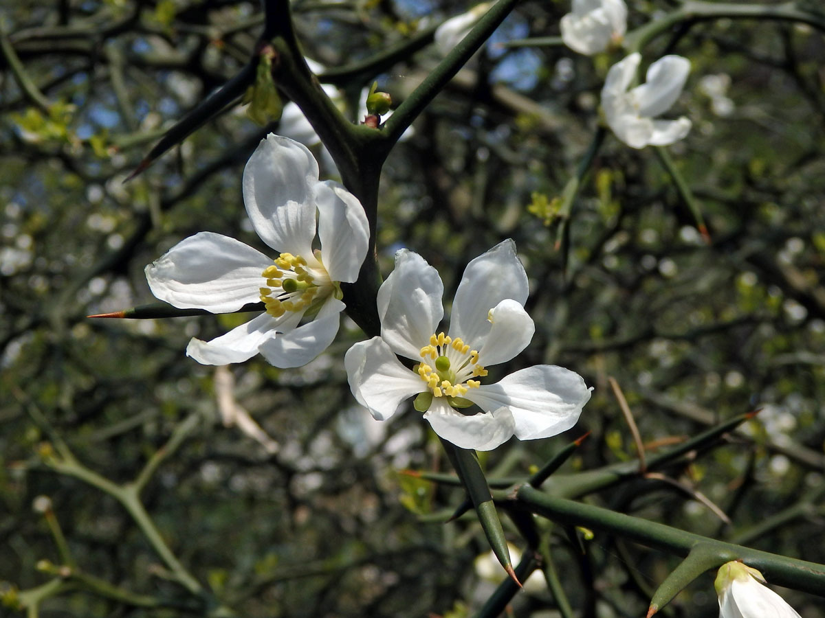 Citronečník trojlistý (Poncirus trifoliata (L.) Raf.)