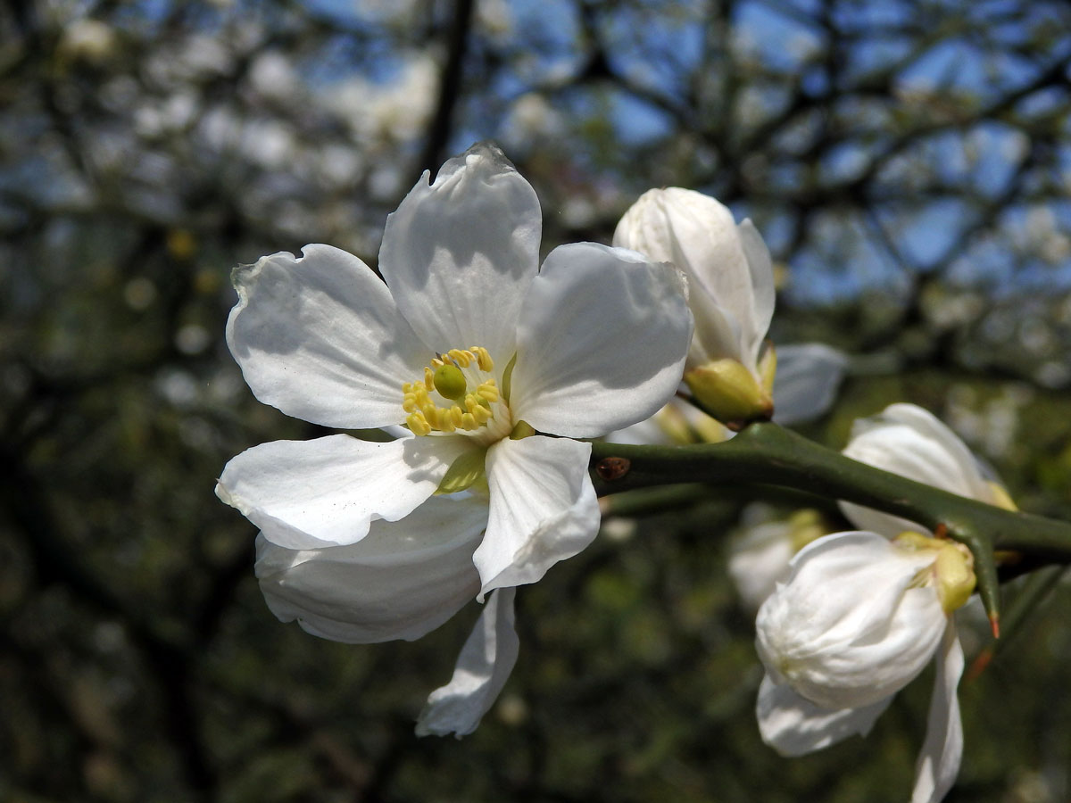 Citronečník trojlistý (Poncirus trifoliata (L.) Raf.)