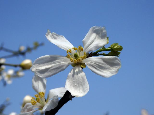 Citronečník trojlistý (Poncirus trifoliata (L.) Raf.)