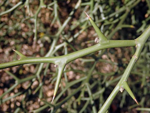 Citronečník trojlistý (Poncirus trifoliata (L.) Raf.)