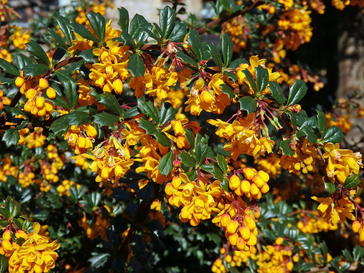 Dřišťál Darwinův (Berberis Darwinii Hook.)