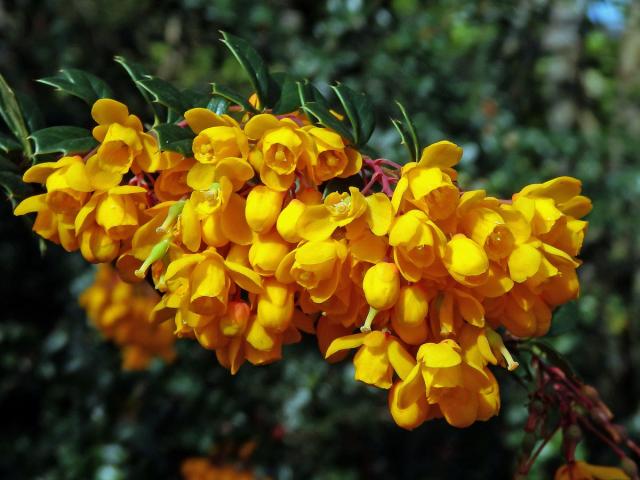 Dřišťál Darwinův (Berberis Darwinii Hook.)