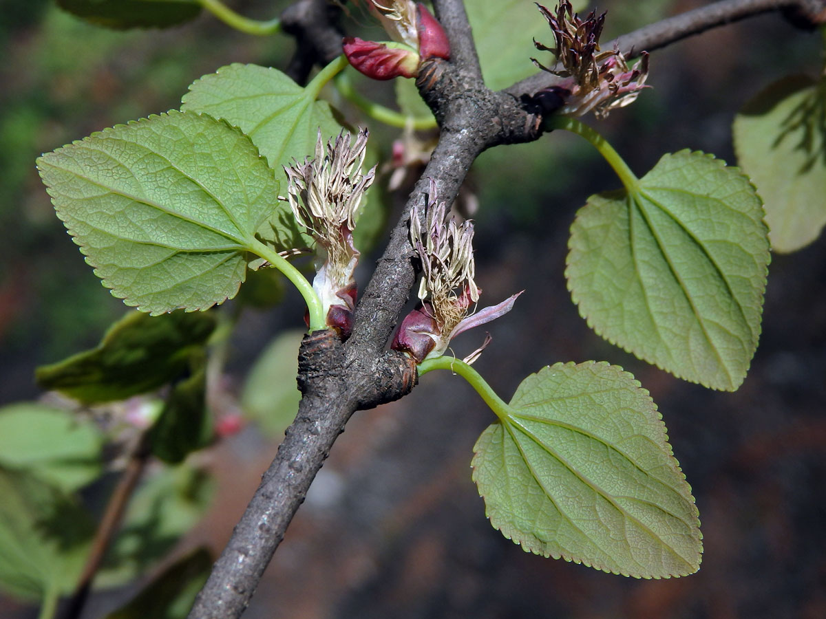 Zmarličník japonský (Cercidiphyllum japonicum Sieb. & Zucc. ex J. Hoffmann & H. Schult.)