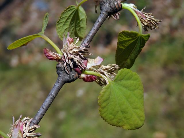 Zmarličník japonský (Cercidiphyllum japonicum Sieb. & Zucc. ex J. Hoffmann & H. Schult.)