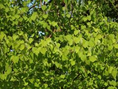 Zmarličník japonský (Cercidiphyllum japonicum Sieb. & Zucc. ex J. Hoffmann & H. Schult.)