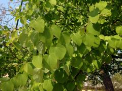 Zmarličník japonský (Cercidiphyllum japonicum Sieb. & Zucc. ex J. Hoffmann & H. Schult.)