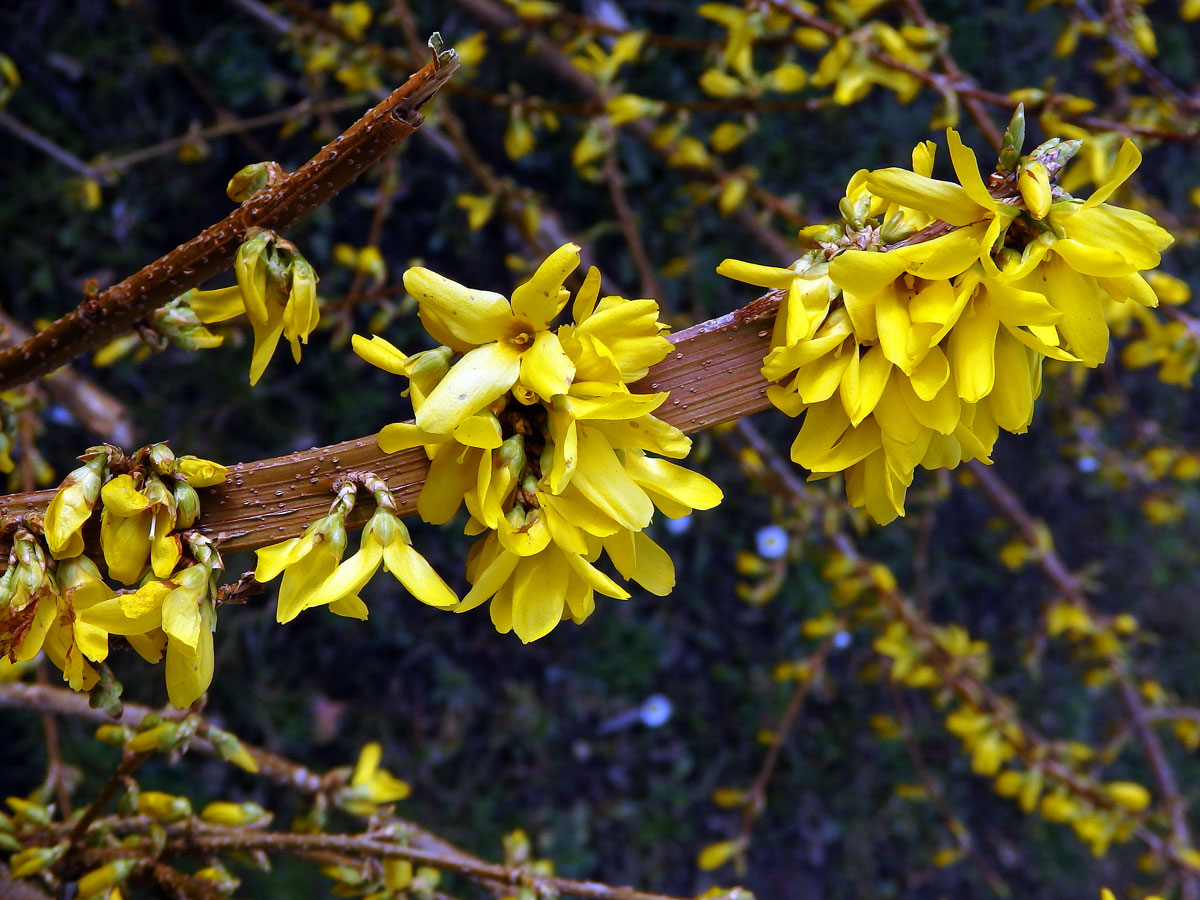 Zlatice převislá (Forsythia suspensa (Thumb.) Vahl), větévka postižená fasciací (1d)