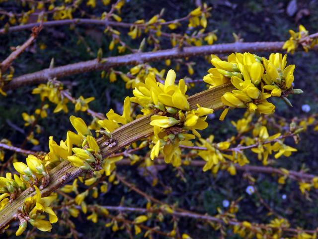 Zlatice převislá (Forsythia suspensa (Thumb.) Vahl), větévka postižená fasciací (1e)